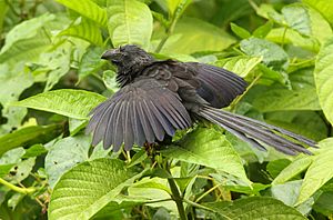 Groove-billed Ani 2