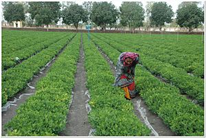 Groundnut cultivation under polythene mulch