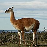 Guanaco 09.24