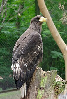 Haliaeetus-pelagicus