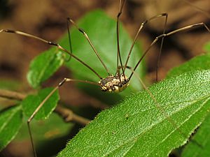 Harvestman (28564423976)