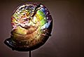 Iridescent Ammonite Fossil