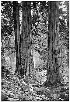 Junipers in Kama valley, Everest region, 1921