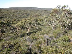 LesueurNationalPark woodland