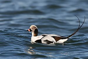 Long-tailed-duck