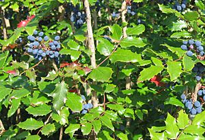 Mahonia aquifolium