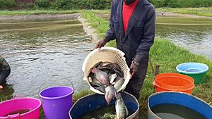 Makindi fish-tilapiahatvest