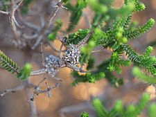 Melaleuca araucarioides (fruits)