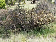 Melaleuca serpentina (habit)