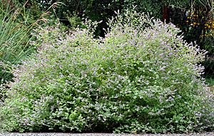 Mentha gattefossei (aka).jpg