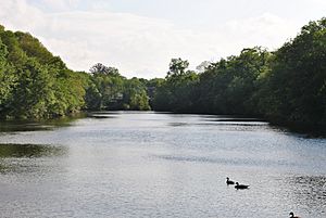 Mill Pond with Canada Geese