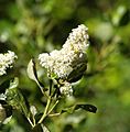 Mountain flower white flower