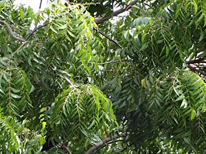 Neem tree leaves