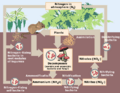 Nitrogen Cycle