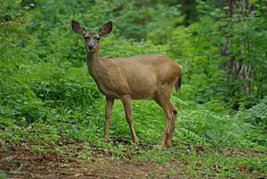 OregonBlacktail