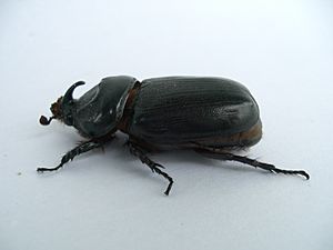 Oryctes nasicornis Thailand.jpg