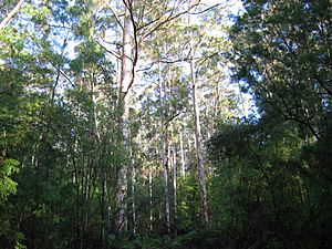 Pemberton Karri forest 1