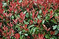 Photinia fraseri B