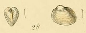 Pisidium roseum (Sowerby).jpg