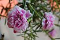 Portulaca flowers 06