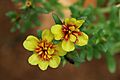 Portulaca flowers 13