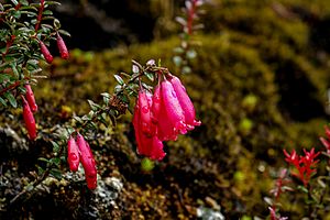 Prionotes cerinthoides group flower