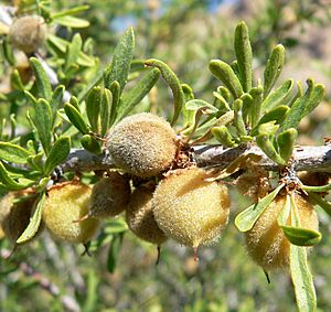 Prunus fasciculata 4.jpg