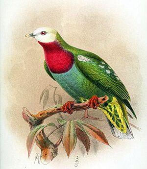 Illustration of a pigeon with a white head, red breast, and green body