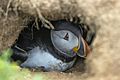 Puffin (Fratercula arctica) in burrow