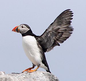 Puffins-fi2