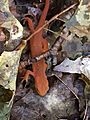 Red-spotted newt (Vermont) Sept 2018