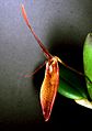 Restrepia teaguei Orchi 01