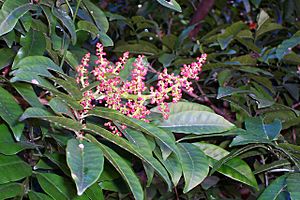 Rhodosphaera rhodanthema panicle