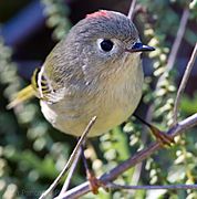 Ruby-crowned Kinglet1