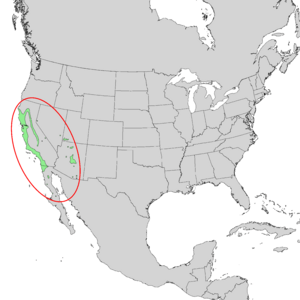 Salix laevigata range map 1.png