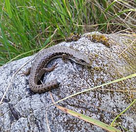 Scattercreek lizard