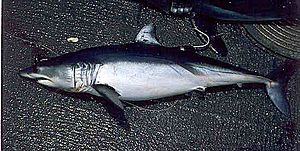 Shortfin mako swfsc.jpg