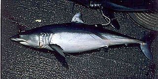 Shortfin mako swfsc