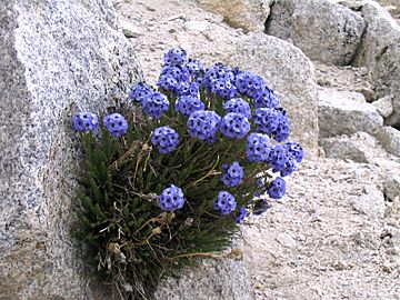 Sky Pilot (Polemonium eximium) 2