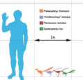 Smallest theropods scale mmartyniuk