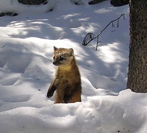 Snowmarten