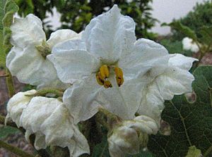 Solanum incompletum (6698092511).jpg