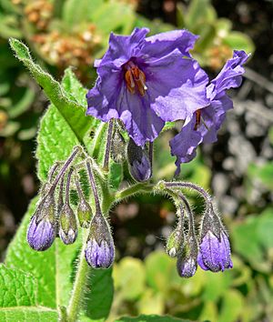 Solanum wallacei 2.jpg