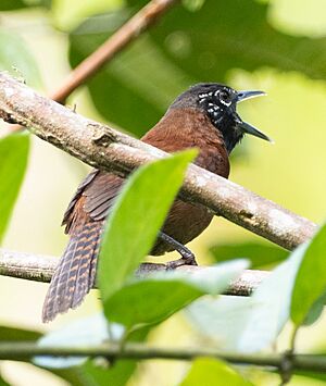 Sooty-headed Wren.jpg