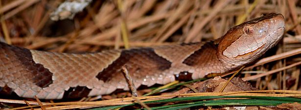 Southern Copperhead