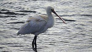 Spoonbill in Holes Bay (8474149484)