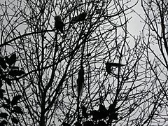 Squirrels in Abney Park Cemetery