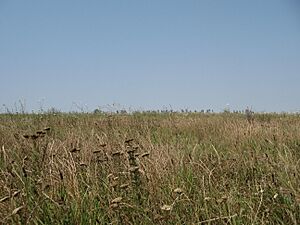 Steppenvegetation in der Walachei