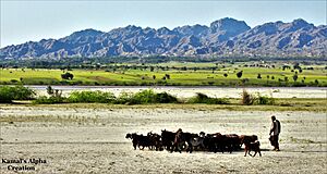 Sweet Khyber Pakhtunkhwa, Pakistan.jpg