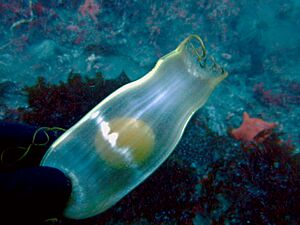 Swell shark egg channel islands2